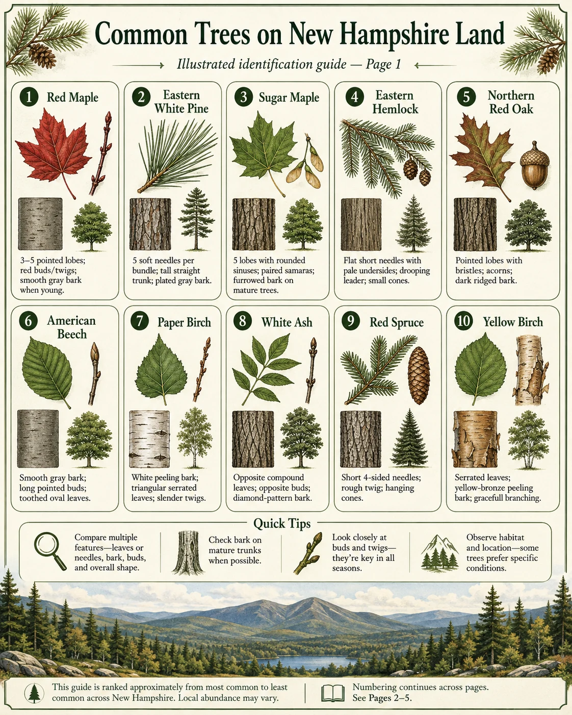 Enlarged illustrated identification guide, page 1